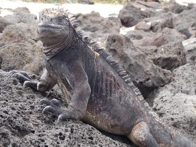 Galapagos Islands Ecuador